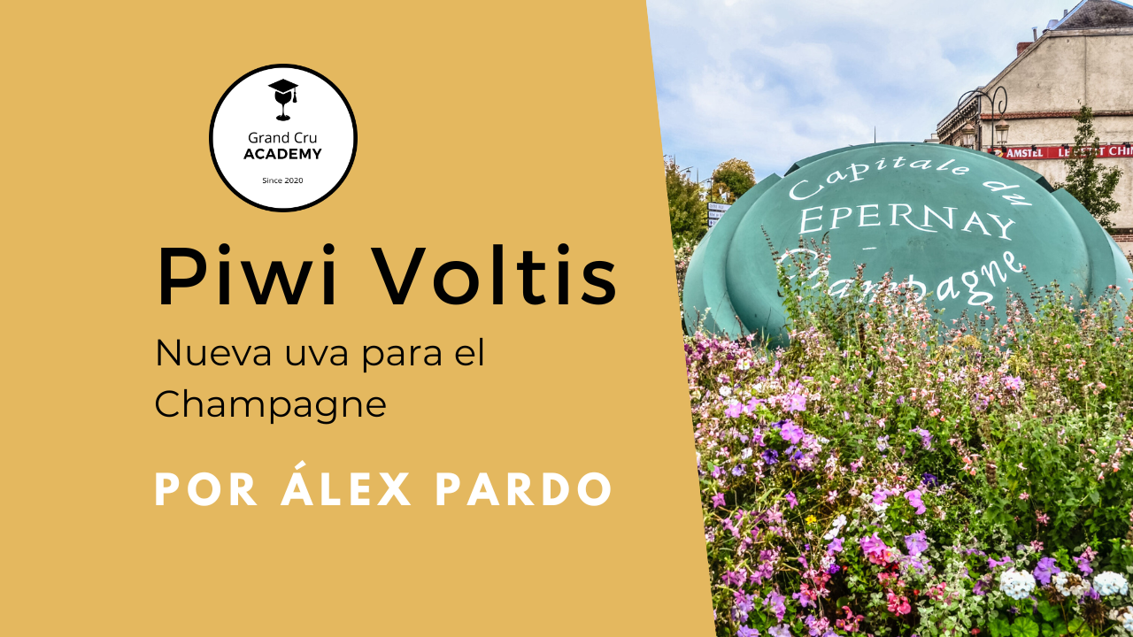 Blog 4 Blog Piwi Voltis 1280 × 720
